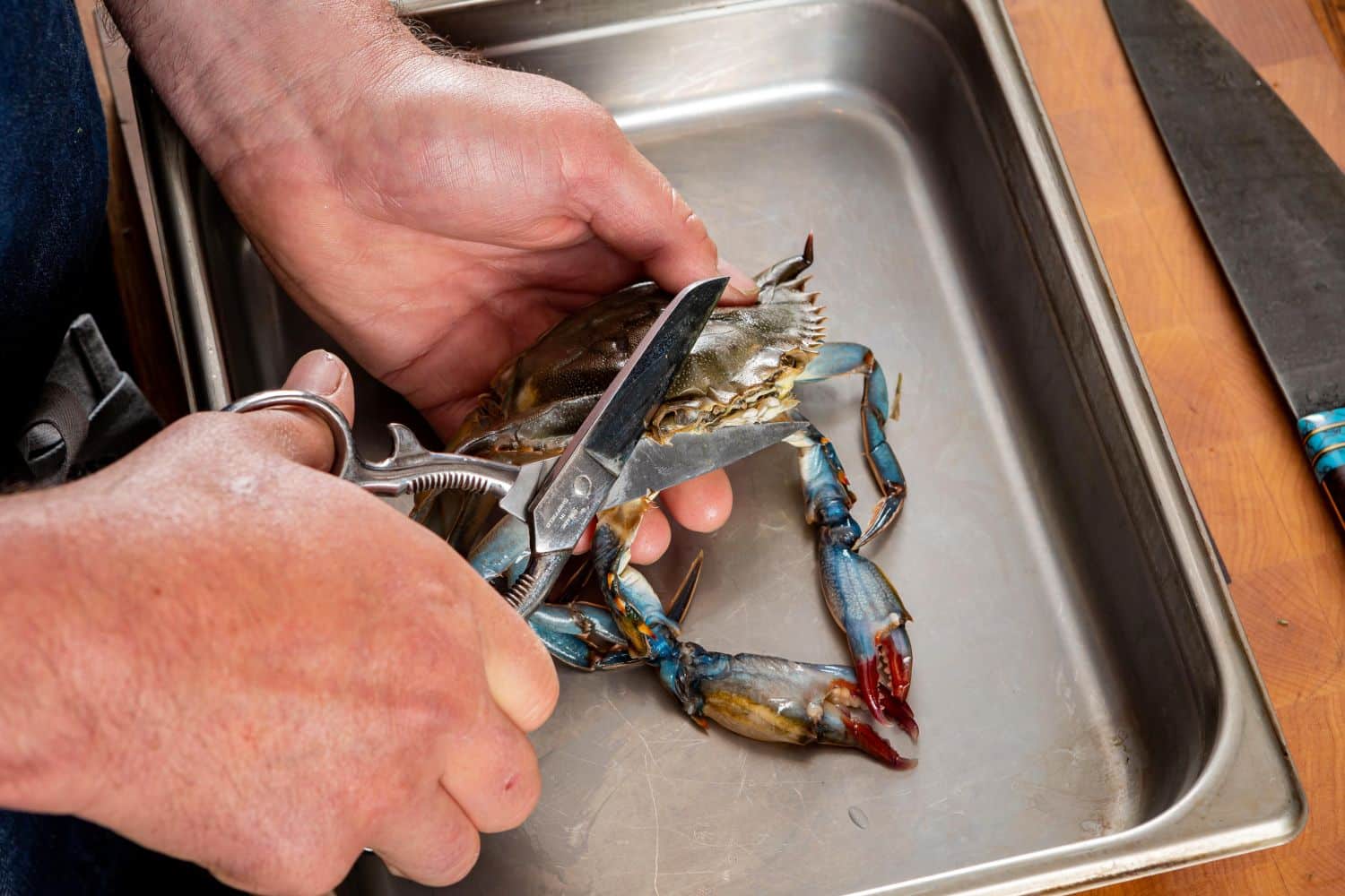 Hands using a pair of Ernest Wright Turton kitchen scissors to cut through a blue crab over a steel tray